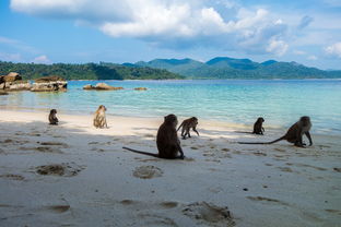 下载乐鱼体育APP-世界沙滩龙舟锦标赛中国团队表现优异，国际龙舟锦标赛